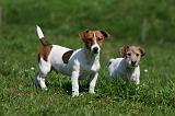 JACK RUSSEL 081